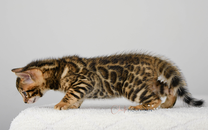 Bengal kitten for sale